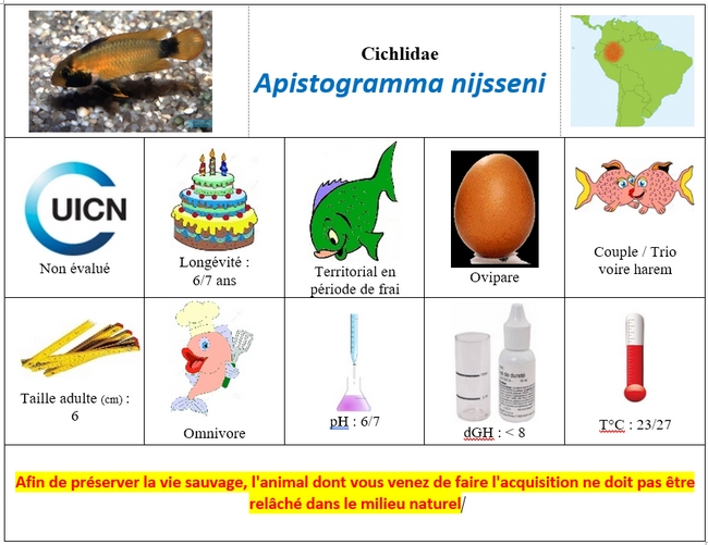 Apistogramma nijsseni