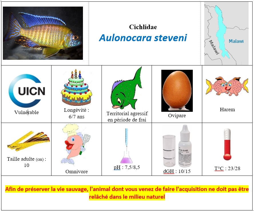 Aulonocara steveni