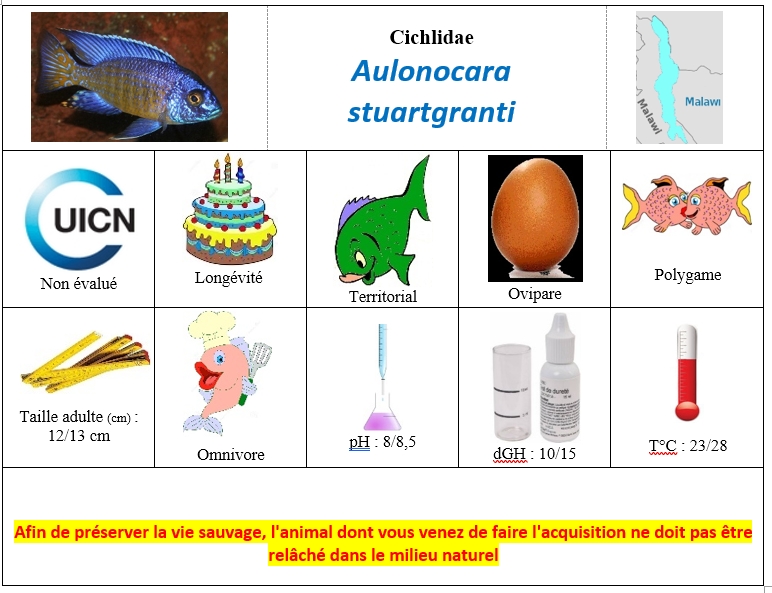 Aulonocara stuartgranti