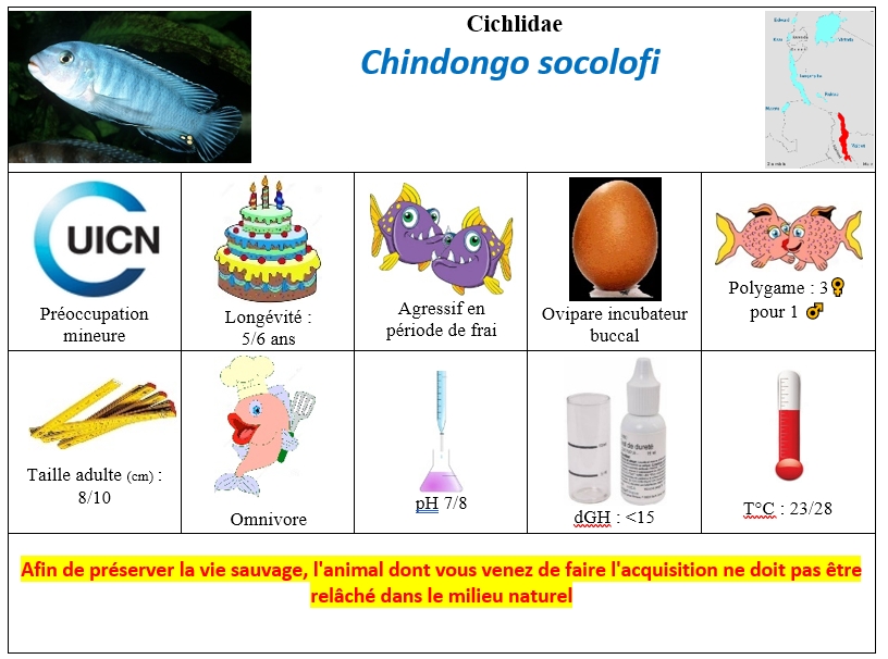 C.socolofi