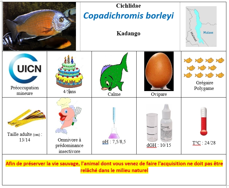 Copadichromis borleyi