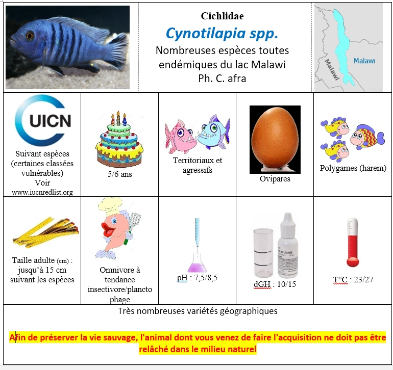 Cynotilapia spp