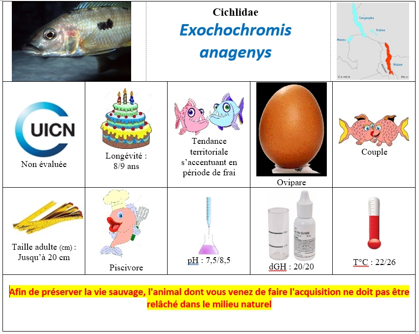 Exochochromis anagenys