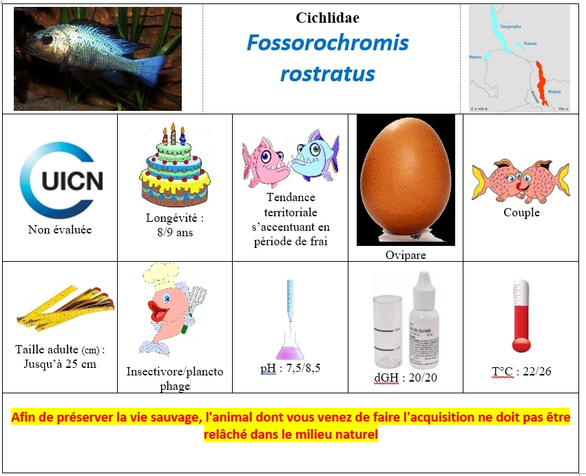 Fossorochromis rostratus