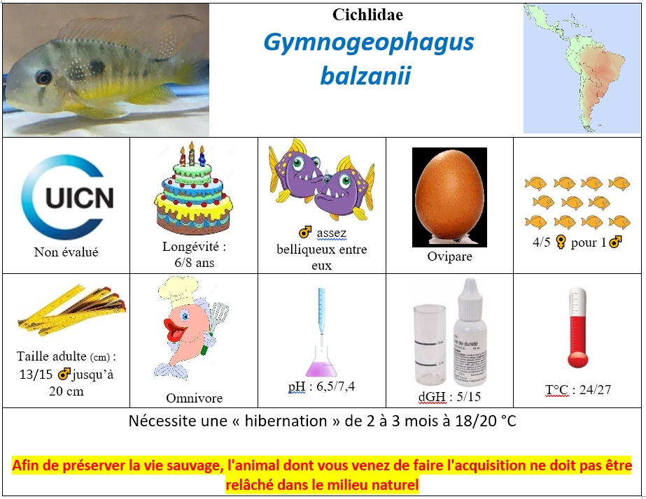 G.balzanii2