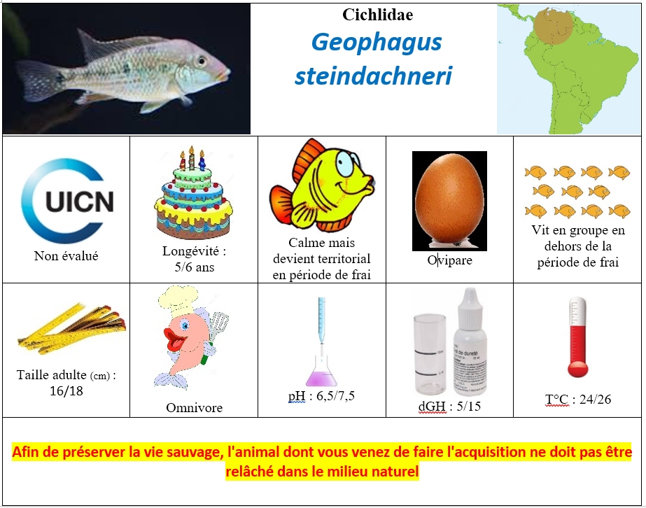 G.steindachneri2