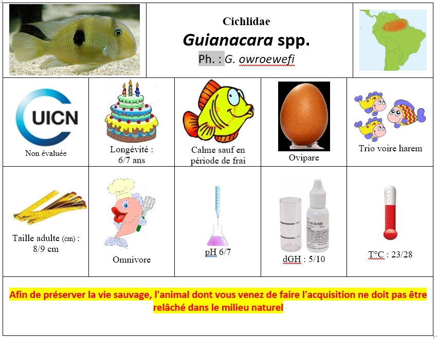 Guianacara spp
