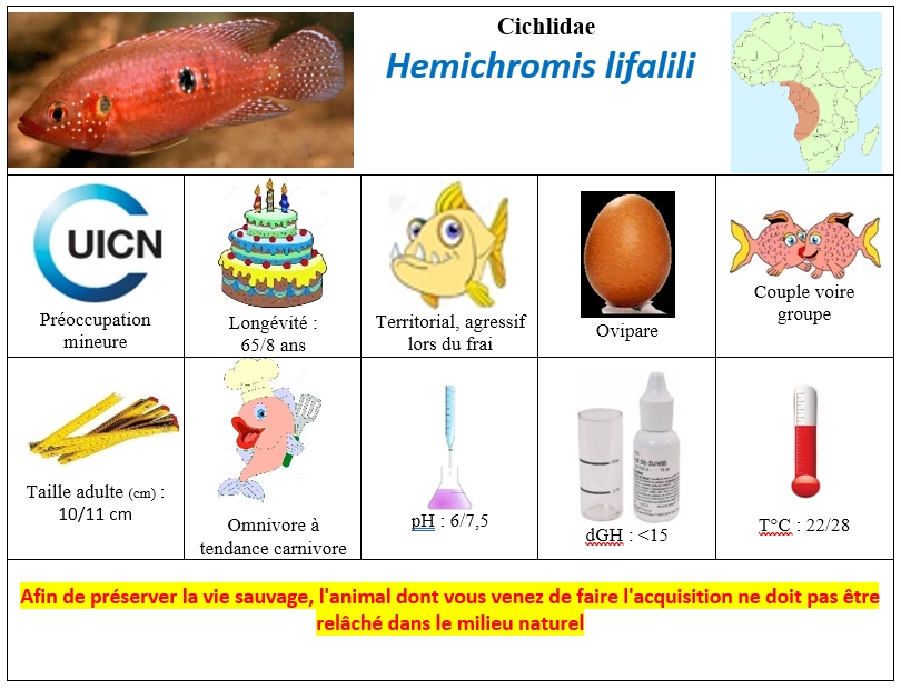 H.lifalili