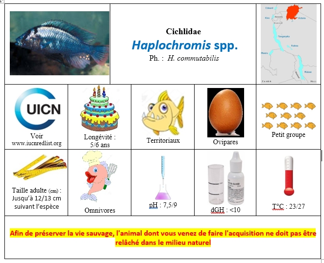 Haplochromis spp