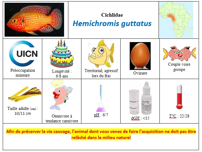 Hemichromis guttatus