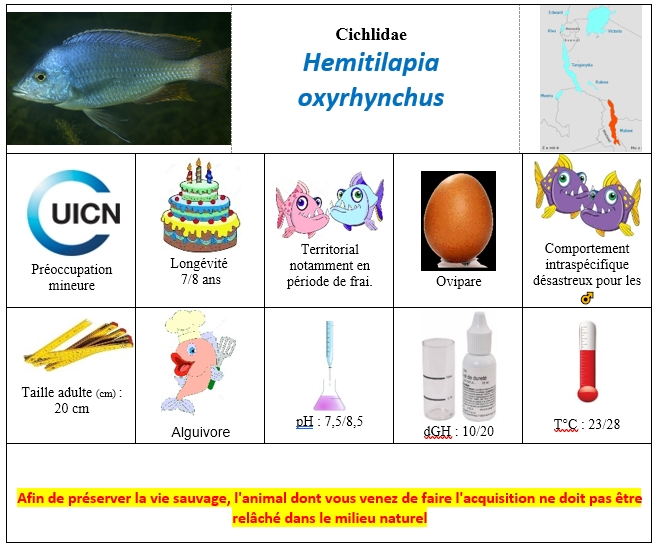 Hemitilapia oxyrhynchus
