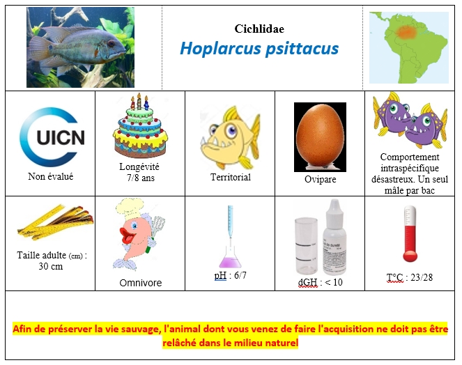 Hoplarcus psittacus