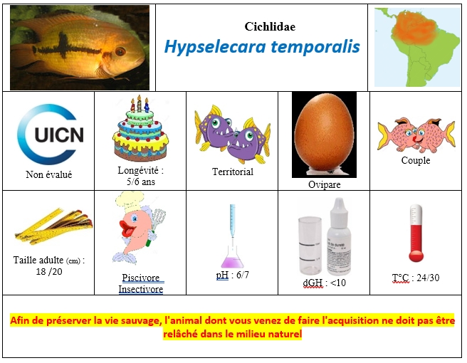 Hypselecara temporalis