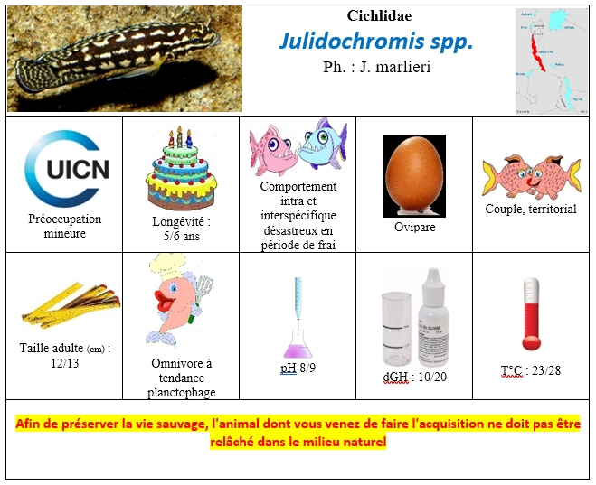 Julidochromis spp
