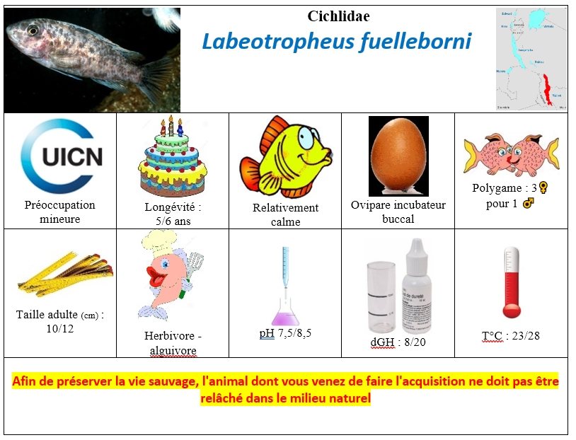 L.fuelleborni