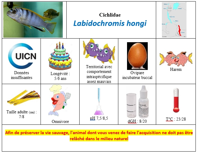 Labidochromis hongi