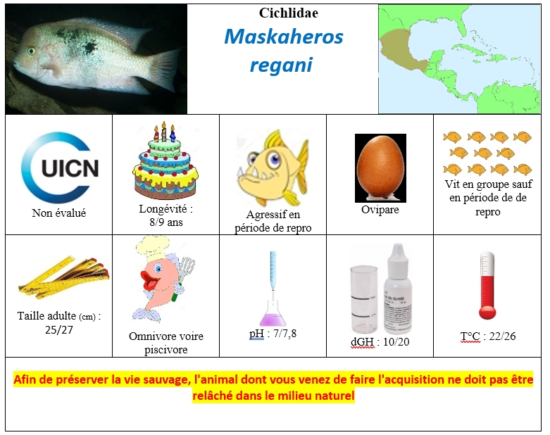 M.regani
