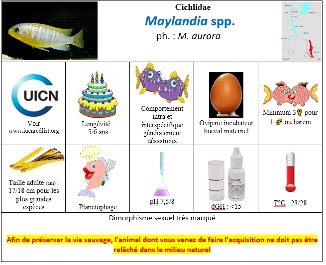 Maylandia spp