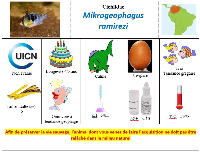 Mikrogeophagus ramirezi