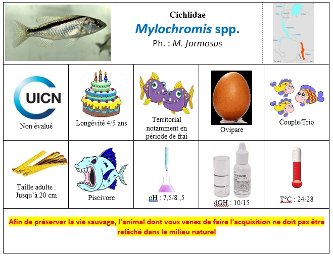 Mylochromis spp