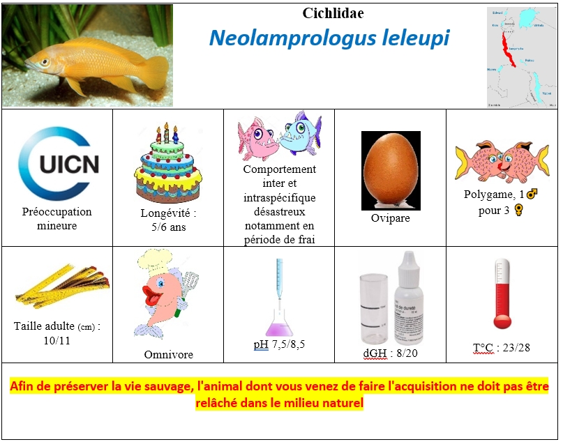 N.leleupi