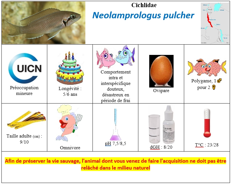 N.pulcher