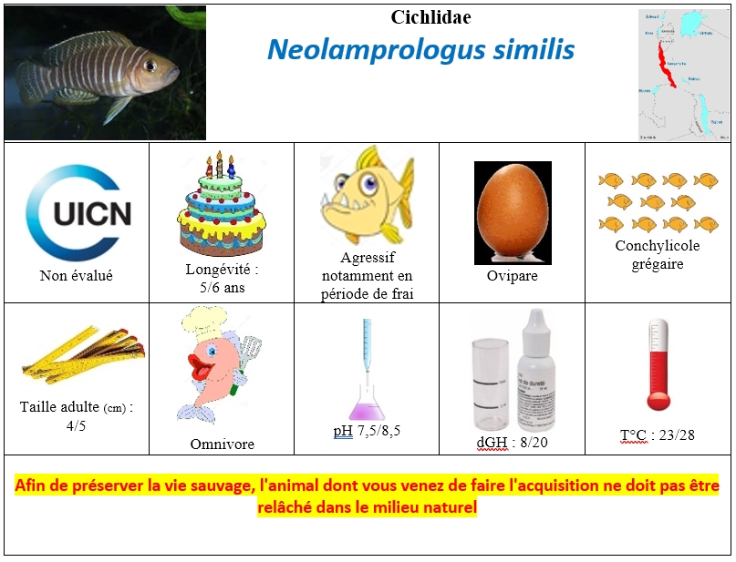 N.similis