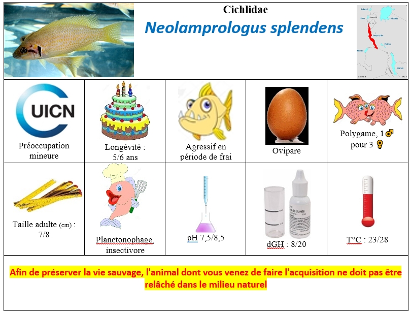 N.splendens