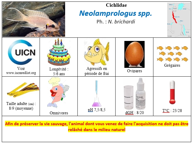 Neolamprologus spp