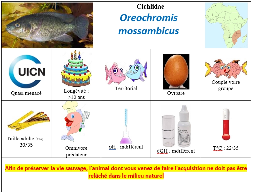 O.mossambicus