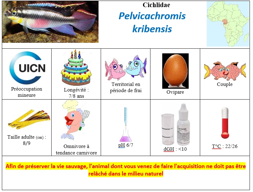 P.kribensis