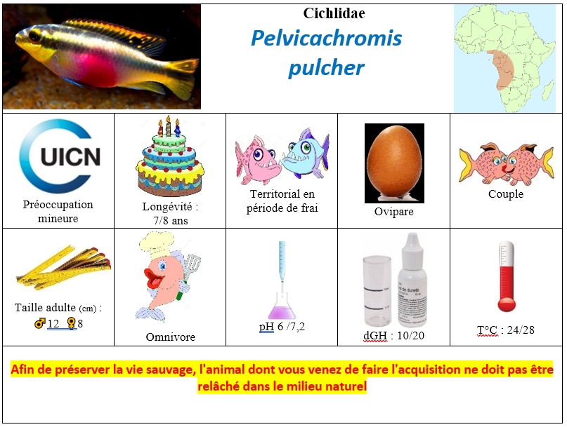 P.pulcher