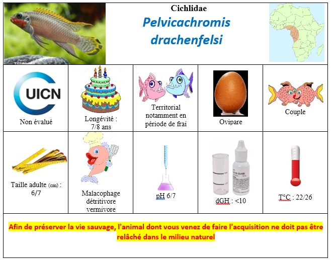 Pelvicachromis drachenfelsi
