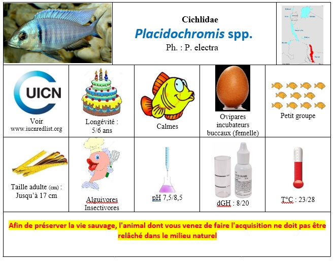 Placidochromis spp