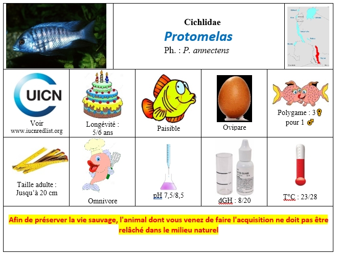 Protomelas spp