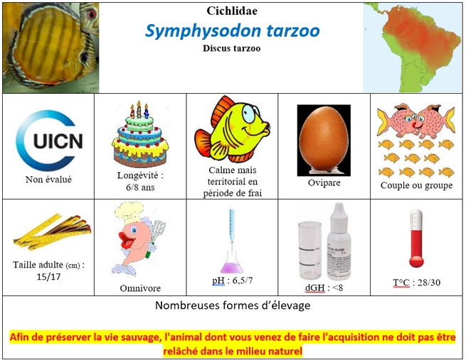 S.tarzoo