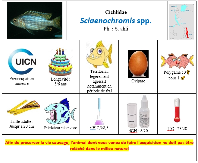 Sciaenochromis spp