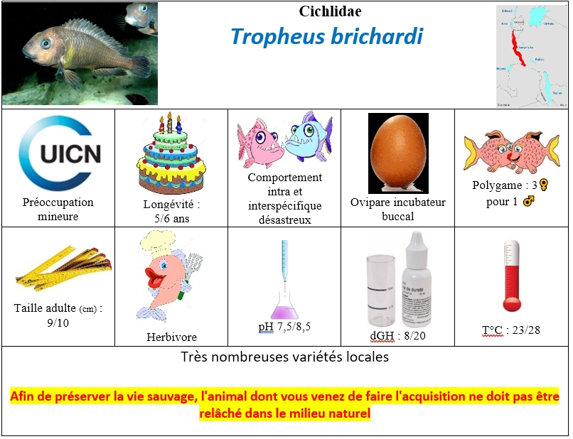 T.brichardi