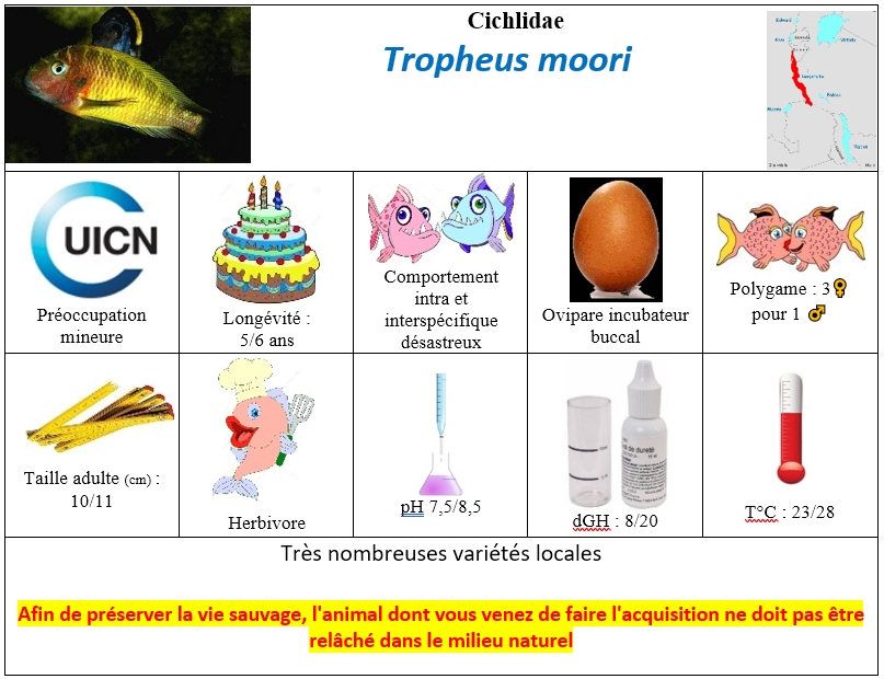 T.moori