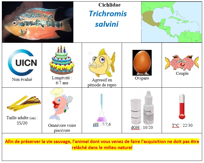 T.salvini