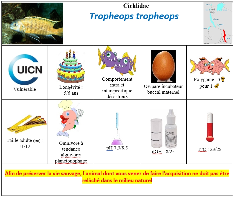 T.tropheops