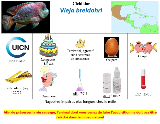 V.breidori