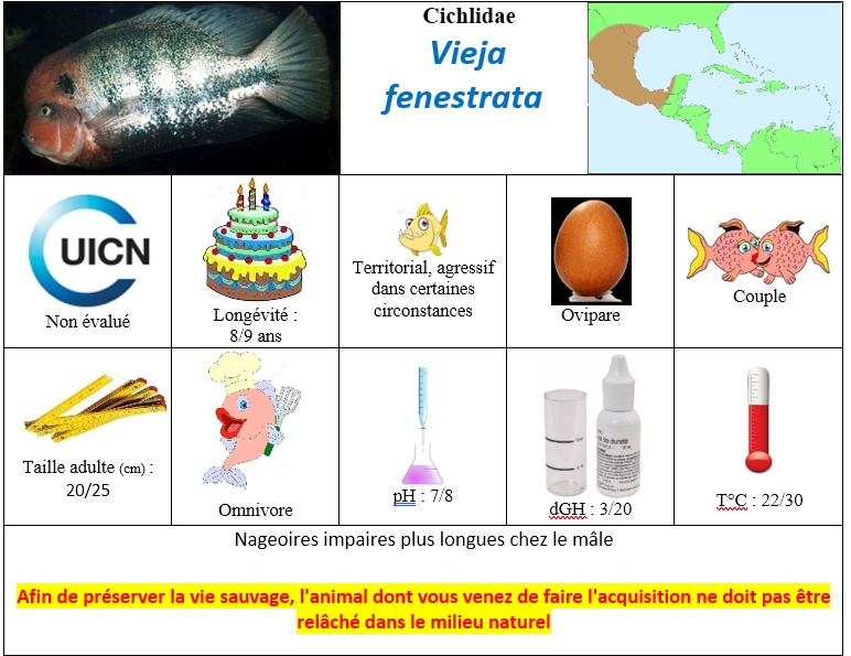 V.fenestrata