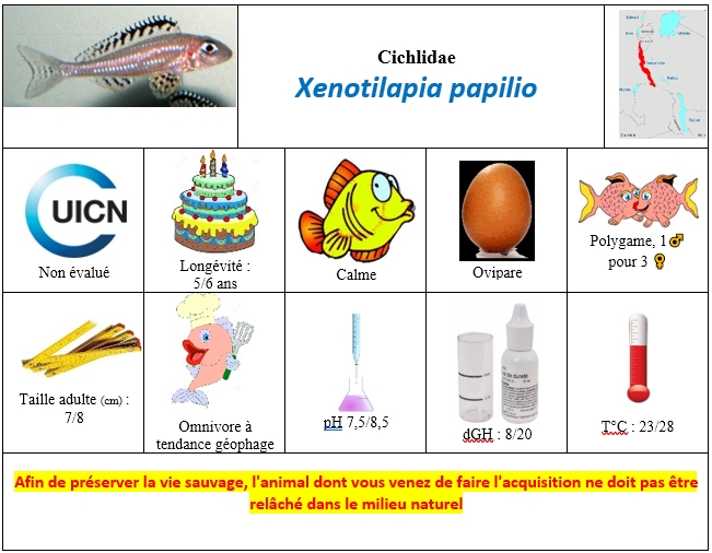 Xenotilapia papilio