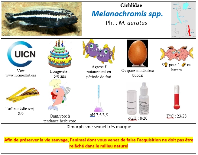melanochromis spp