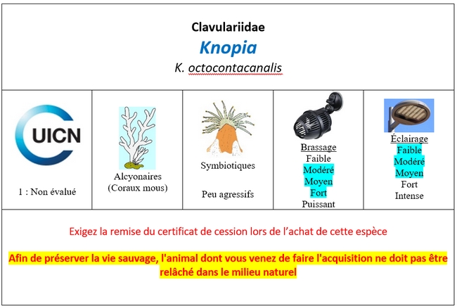 Knopia
