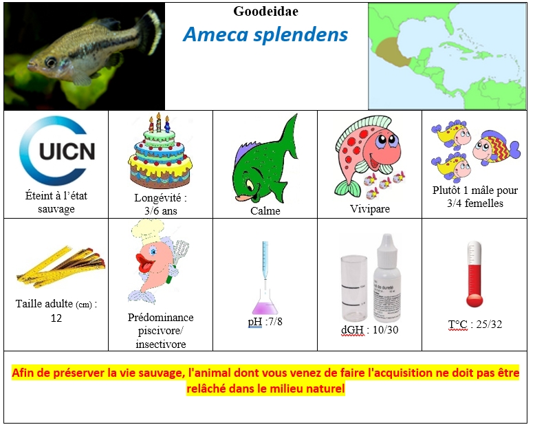 A.splendens