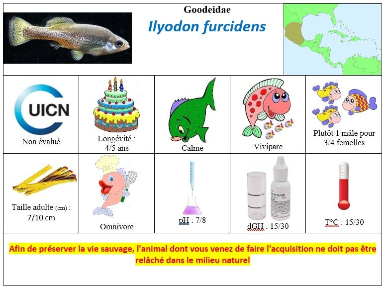 I.furcidens