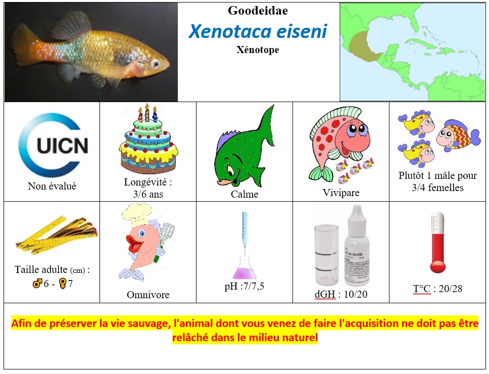 X.eiseni