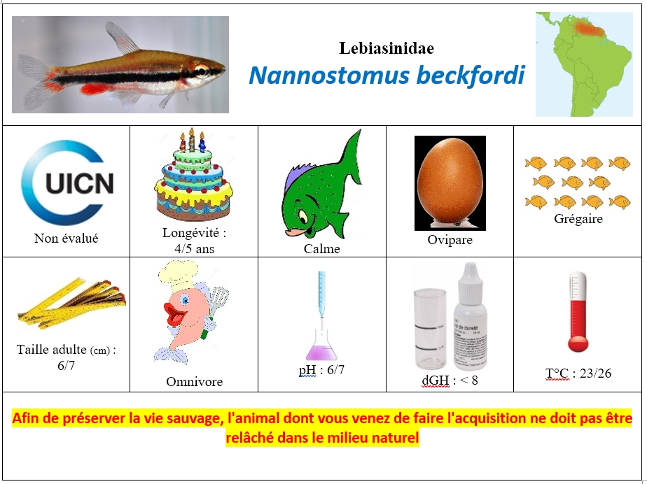N.beckfordi